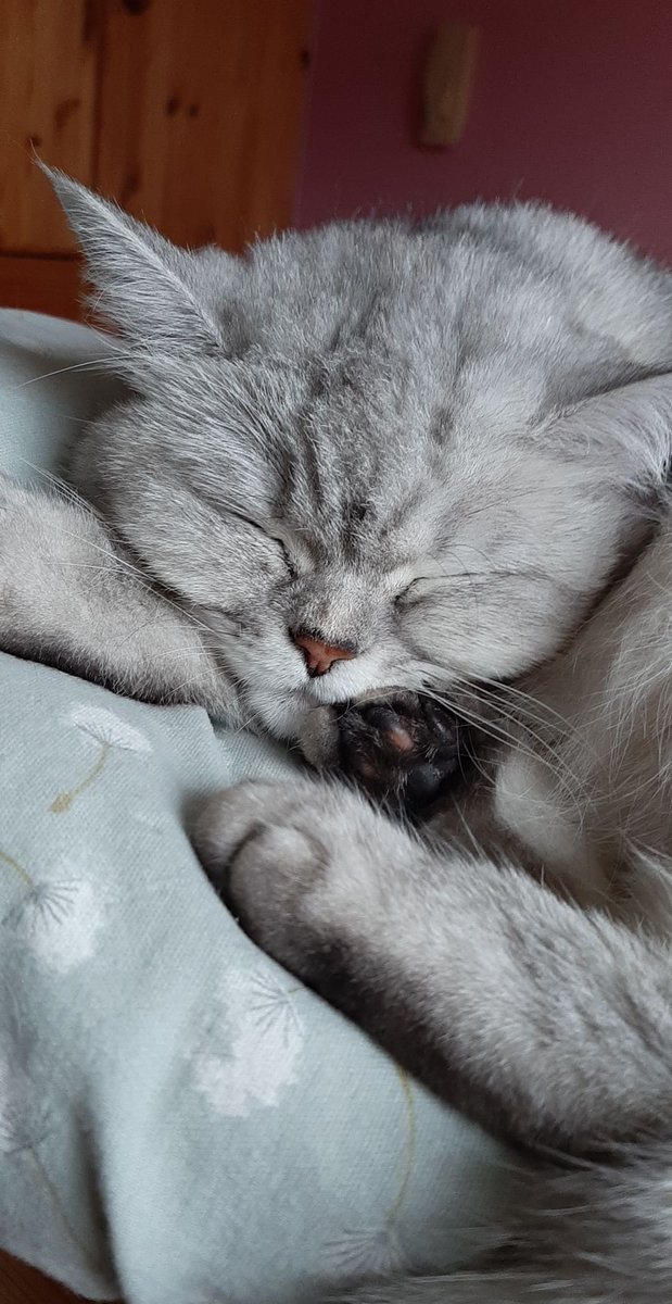 Ellis schwarze Bohnen werden langsam rosa