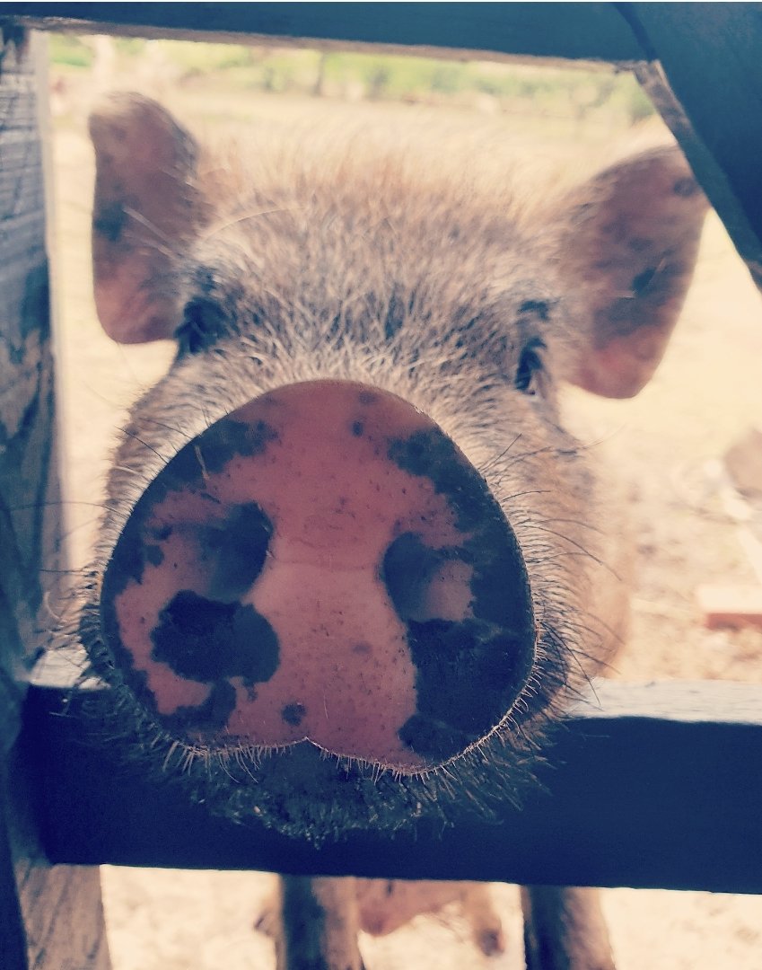 GilhamGremo's tweet photo. No words 🤦‍♀️🥰🐷

#muckout #rascals #littlebuggars #3littlepigs #micropigs #needy #mindspace #intoeverything https://t.co/rEbLP6q6AT