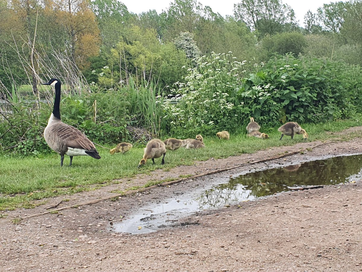 _NiceButDim's tweet image. A proud mother and her babies