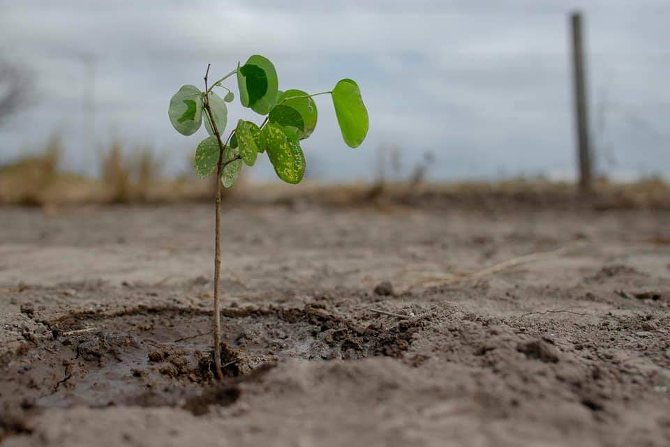 agustinintriago's tweet photo. 500 árboles más! 

Conmemoramos el #DíaNacionalDelÁrbol, sembrando. En Sí Vivienda plantamos varias especies que serán mantenidas con riego por goteo para su sano crecimiento. https://t.co/p4btET7Lf6