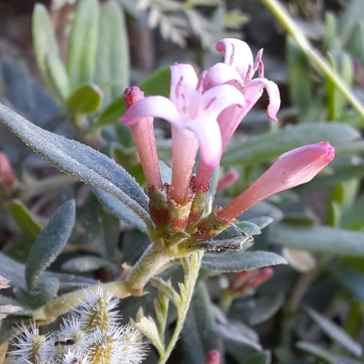 Plocama calabrica (Belumçalısı) Adıyaman'da Akdeniz kökenli bir bitki.