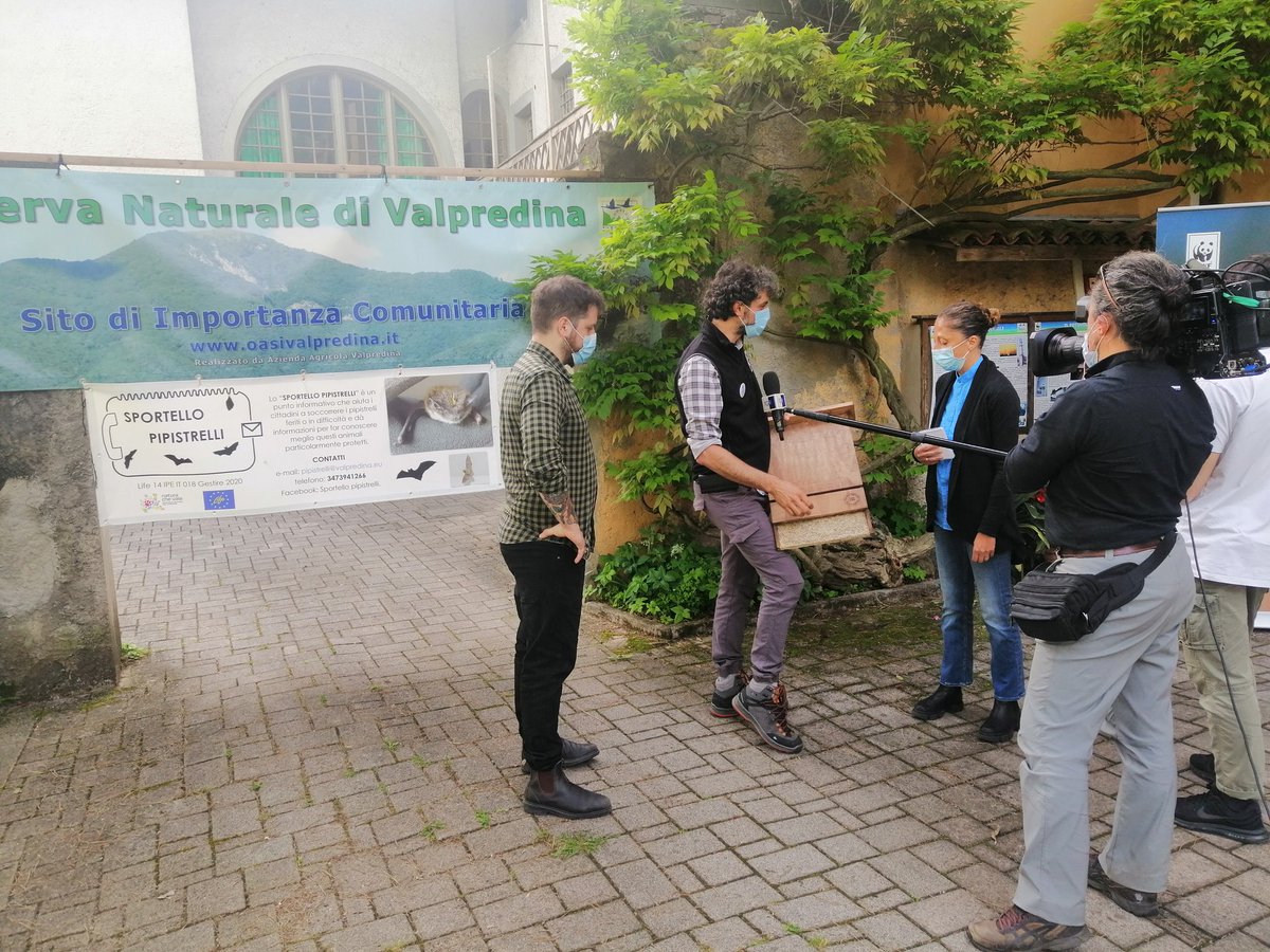 WWFitalia's tweet photo. Ancora un collegamento #Rai3 con l'oasi #WWF di #Valpredina dove Andrea Locatelli, giovane ricercatore S. Raffaele ci parla dell'importanza dei pipistrelli nel controllo degli insetti ma anche per la ricerca medica
L'oasi ospita anche uno sportello #pipistrelli https://t.co/NitYHTaUgo