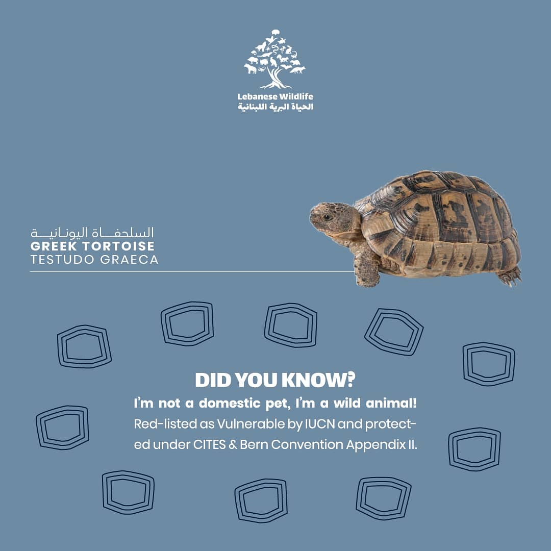 Lebanon is home to 1 tortoise & 4 turtles (2 freshwater - 2 marine). The main threats that these species are experiencing are habitat loss, climate change (due to the sex being determined by their environment) & their unsustainable overexploitation as pets. 2/3