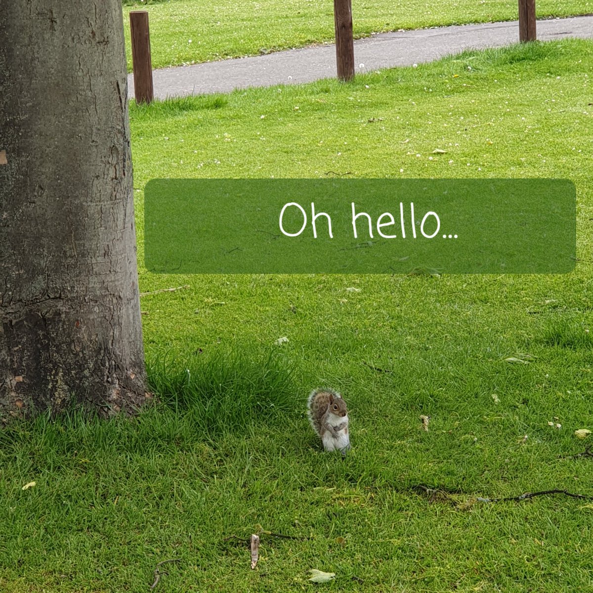 Carol1ne17's tweet photo. #NaturePhotography  Little story 🧵1/14... Here's my friend Squirrel. I haven't thought of a name yet - feel free to offer suggestions in comments. Until then, follow Squirrel as he takes you for a little walk through the park. Enjoy 😊🐿💚 https://t.co/6ngSgehQV8