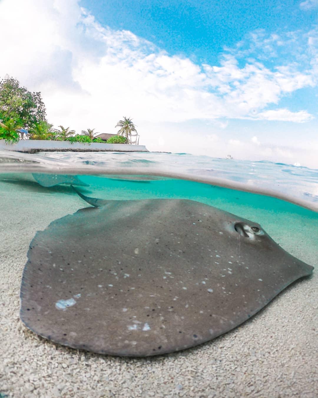 PADI on Twitter "What's your favorite silly name for stingrays sea flap flap or ocean pancake