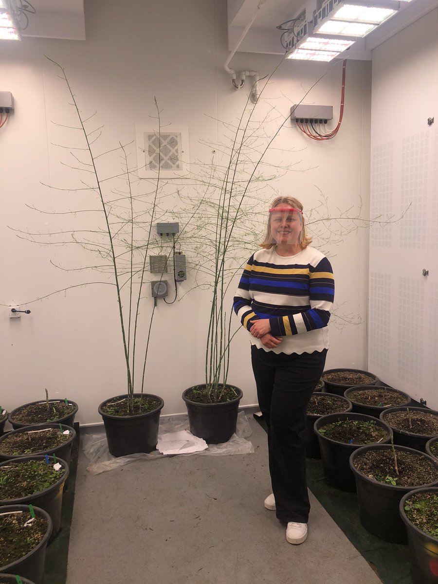 This is what happens if you leave #asparagus grow! Dr Sandra Landahl is investigating the mechanisms behind #tiprot in asparagus. <a href="/innovateuk/">Innovate UK</a> <a href="/cardiffuni/">Cardiff University</a> <a href="/MC_Alamar/">Carmen Alamar</a> <a href="/CobreyFarms/">Cobrey Farms</a> <a href="/CranfieldUni/">Cranfield University</a>