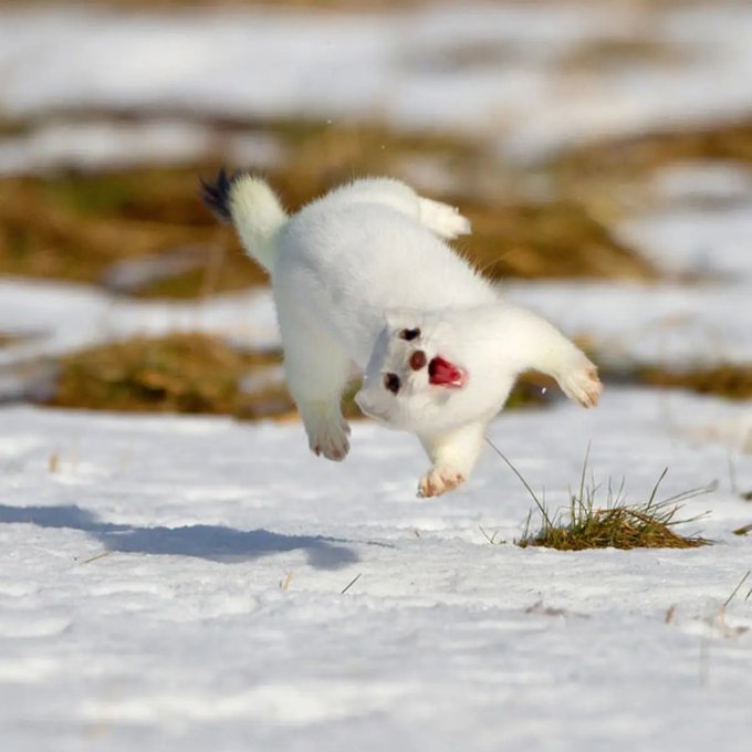 stoat の Twitter イ ラ ス ト 検 索 結 果. 880 件 中 18 ペ-ジ 目 