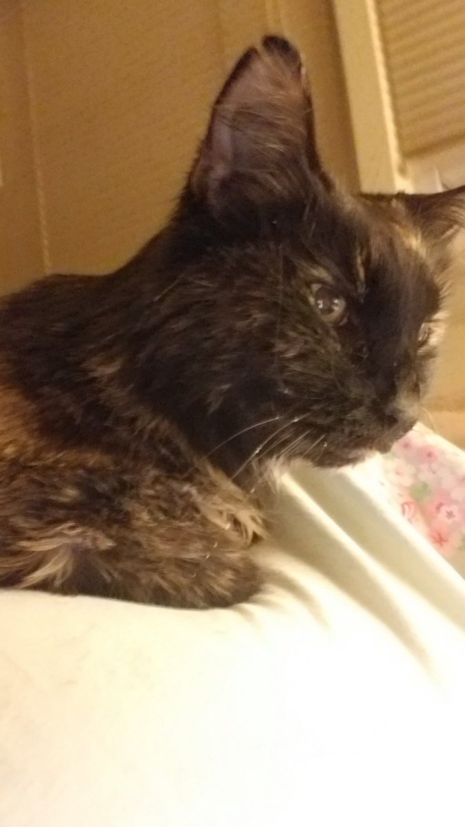 nancy albino tweet media