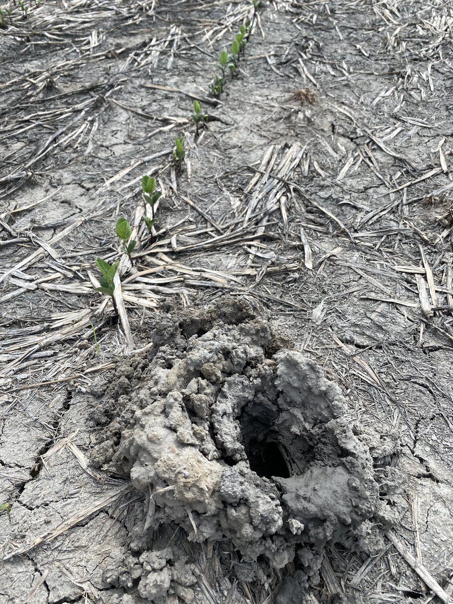 Now I know why this soil type is called “crawdad clay”
