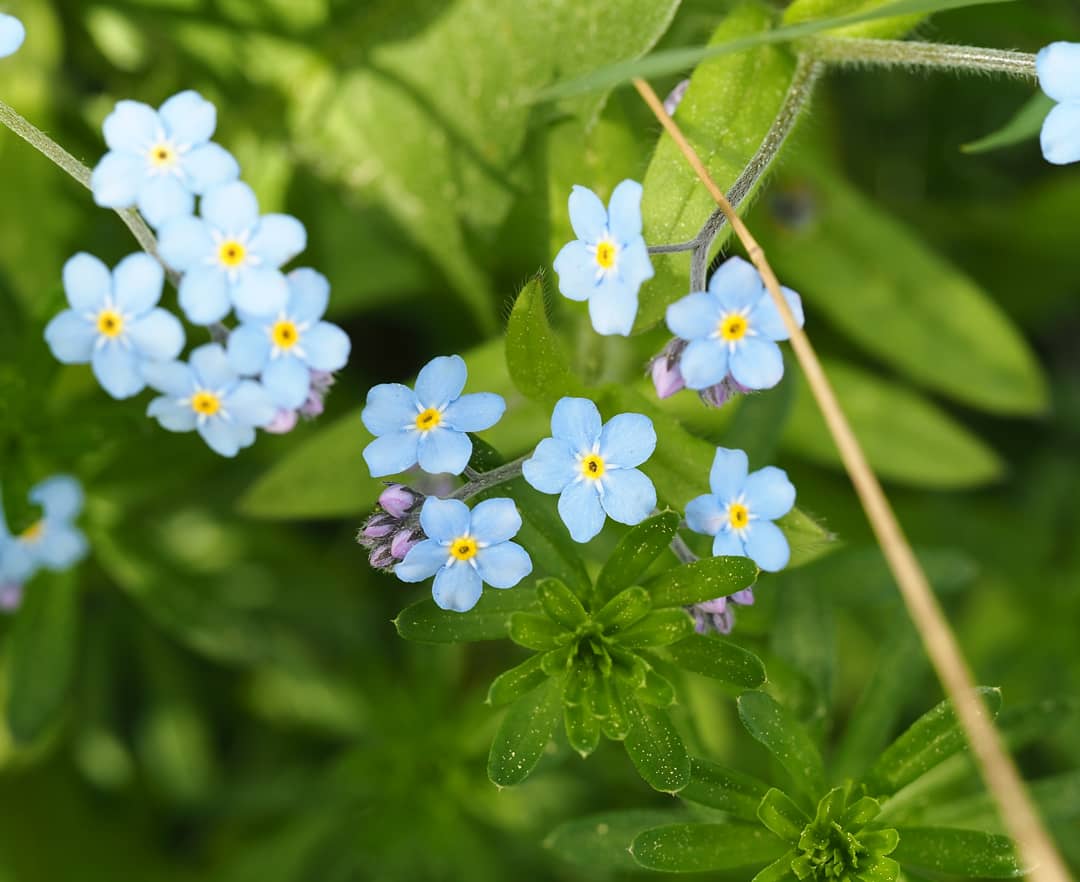 LindenA_S's tweet photo. May I present #lemmikki #vergissmeinnicht #forgetmenot as #photoshoot today #helsinki #finland #ilovemyolympus #springflowers #springwibes https://t.co/XFmBkOzqVE