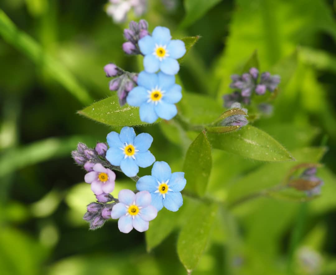 LindenA_S's tweet photo. May I present #lemmikki #vergissmeinnicht #forgetmenot as #photoshoot today #helsinki #finland #ilovemyolympus #springflowers #springwibes https://t.co/XFmBkOzqVE