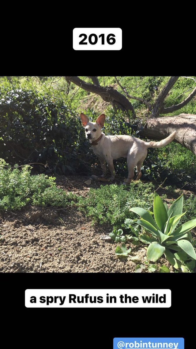 thetunneyrobin's tweet photo. Rufus | 2016 @RealRobinTunney 🐶♥️ https://t.co/FfWCkbIlrM