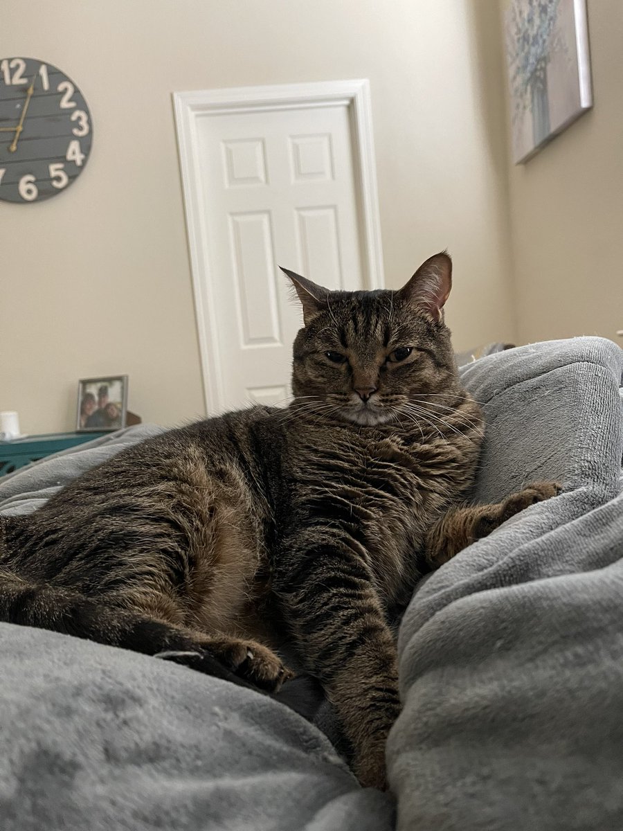 SFGiantsChica's tweet photo. Should get out of bed but cat. #RosieGold https://t.co/6SnipdFlr4