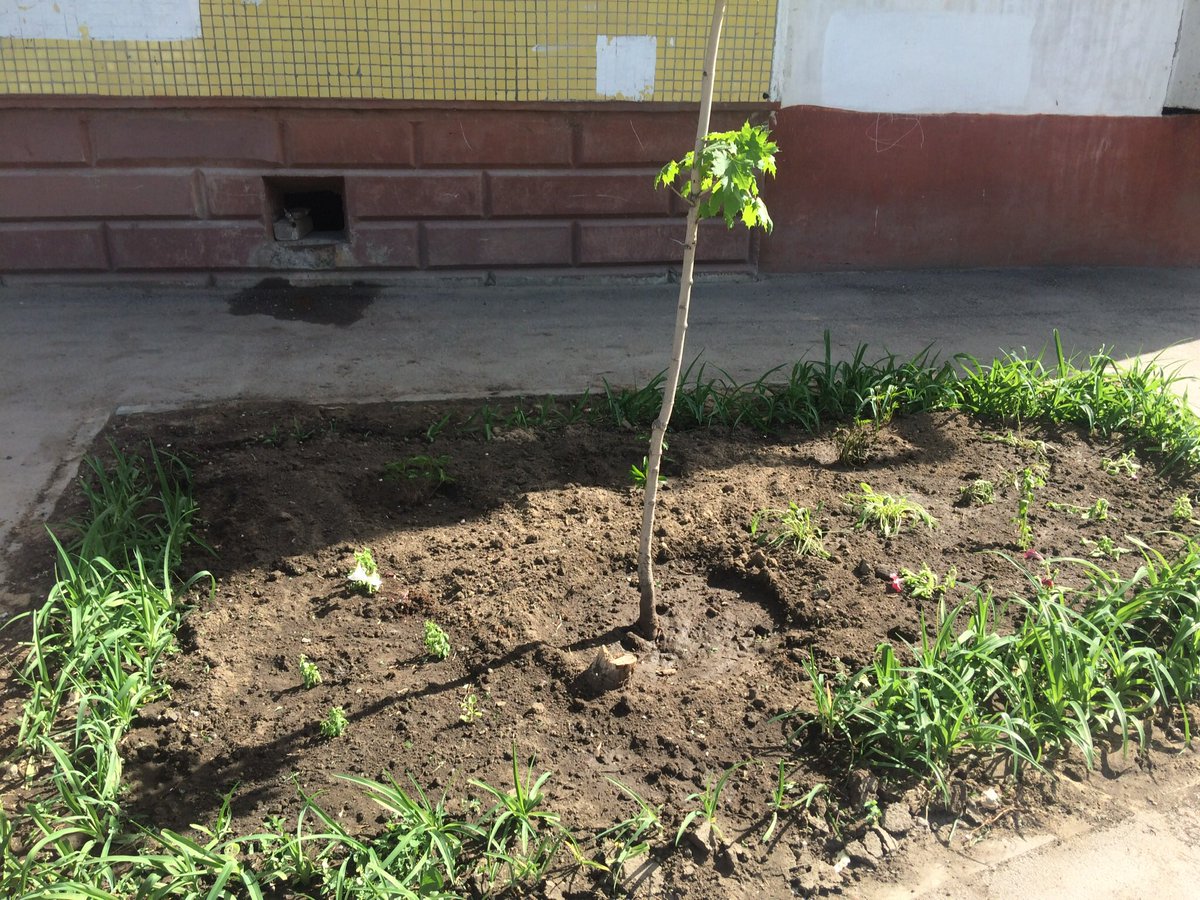 NATAPET81's tweet photo. Спасибо @SUdpAzS4h8gwdaI за цветы, которые будут украшать придомовую территорию домов 42 и 30 по улице Белорусская! @kuibadm @AlexeiKartushev https://t.co/lR0fWg9tXT