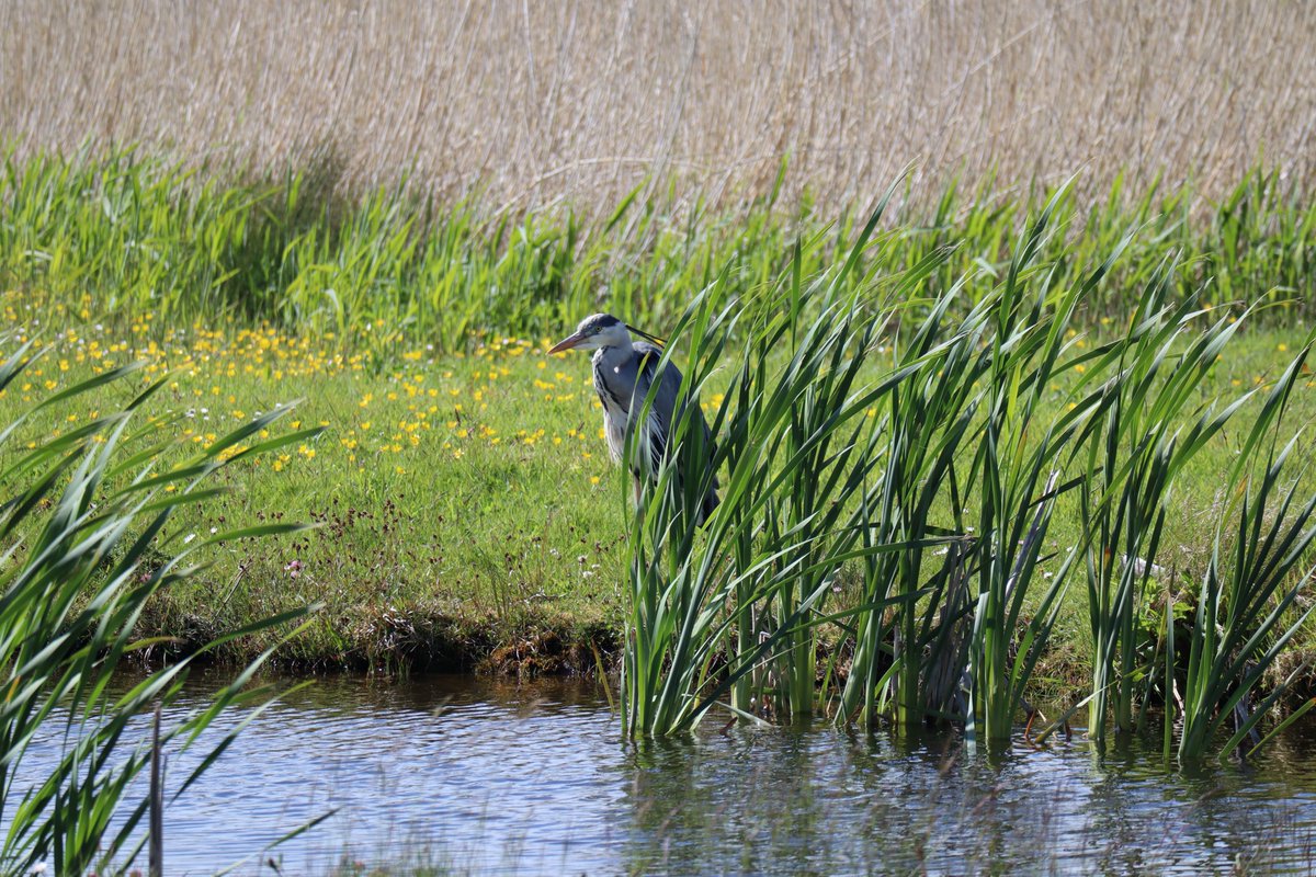 Tralee Bay Wetlands Eco & Activity Park 🍃 tweet media
