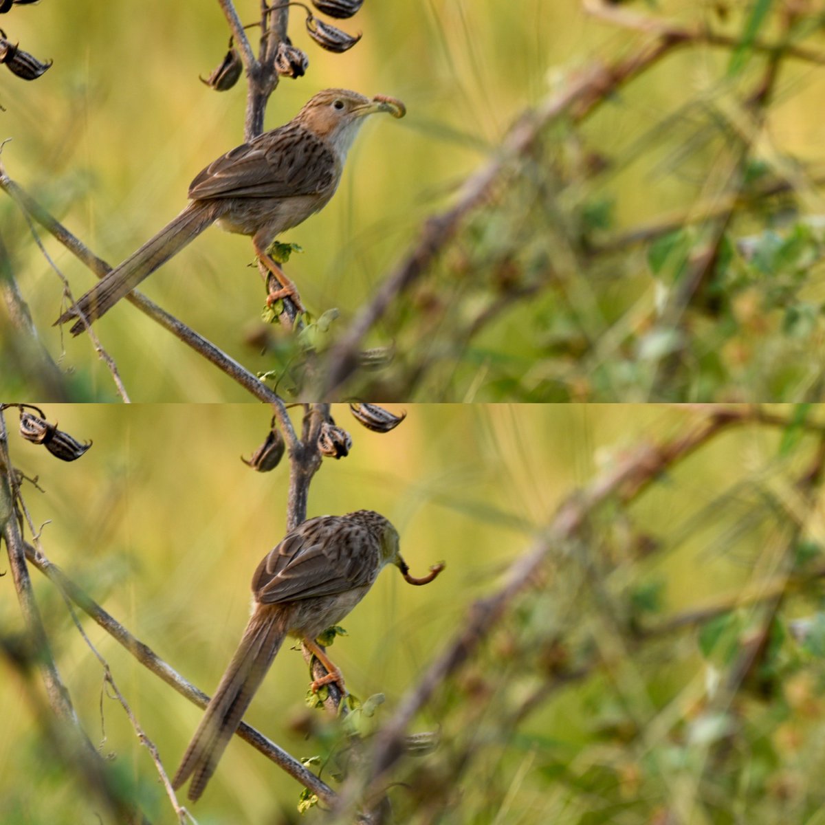 mgknair's tweet photo. #commonbabbler having its evening snacks #birds #BirdsSeenIn2021 #IndiAves #Birding #birdphotography https://t.co/XL2avg445X