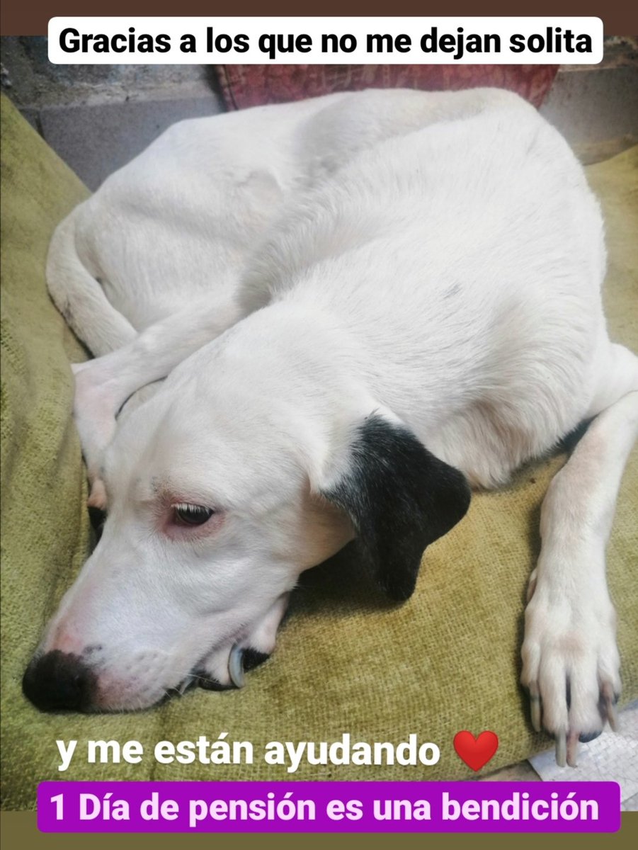 asoc_vpla's tweet photo. #lalastimanoayuda pero un pequeño donativo sí. Regálale a Blanquita el valor de 1 chupeta (2.000.000Bs) y SUMA #1DiadePensión para esta perrita en tratamiento por sus plaquetas 🙏🏼 Tenemos ⚠️Pago Móvil⚠️ Enviamos datos por DIRECTO. https://t.co/VGbkWJoZyX