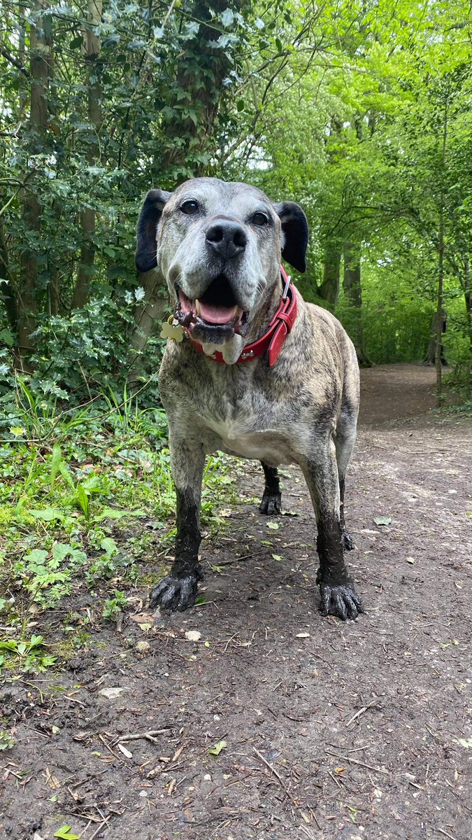 GeoffLil's tweet image. Nice walk wiv me bruvver. I wore some mud socks!!!! #dogsoftwitter