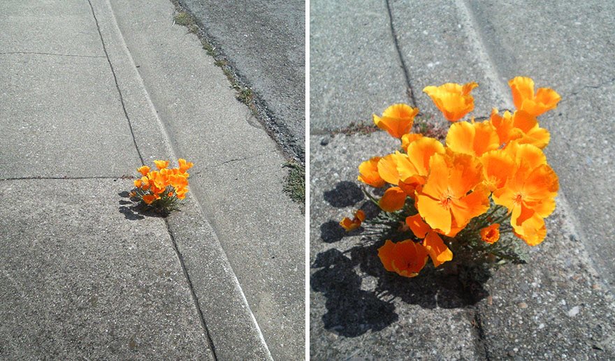 desertedpicx's tweet photo. Life finds a way... https://t.co/yQYqa48Jrs