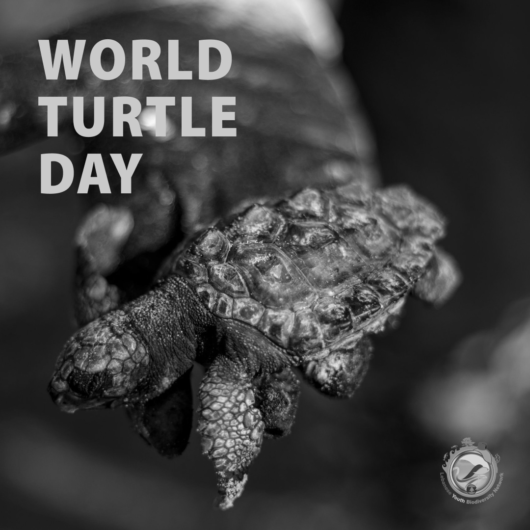 This year, a dark themed #WorldTurtleDay is chosen to raise awareness on turtle conservation and highlight the need to protect them. Sea turtles in Lebanon are in danger due to the clumps of oil polluting the entire Lebanese shoreline reaching as far north as Batroun &Tripoli.