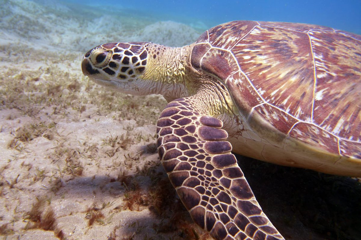 DeRedsea's tweet photo. 🐢 23-05-2021 Tag der Schildkröte 🐢  

#diving #divngwithfriends #scuba #scubadiving #turtle #turtels #turtels🐢 #schildkröte #marsaalam #marsaalamdivers #abudabbab #Egypt #redsea https://t.co/OTp4ZWs7gM
