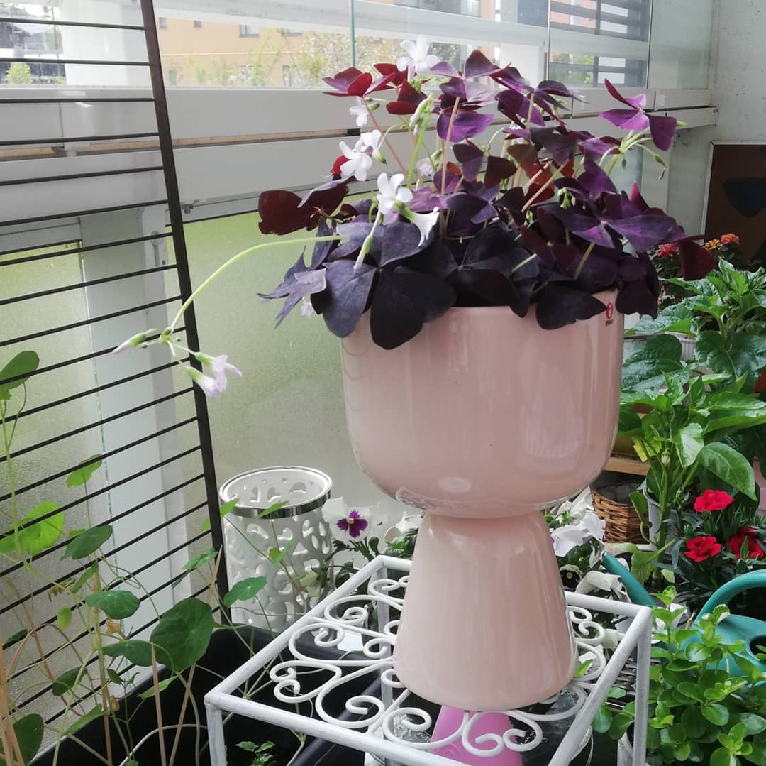 Rituleix's tweet photo. Parvekkeen komistus joka kukkii hennoin valkoisin kukkasin. Blooming spirit igigai 😊 Käenkaali eli ketunleipä 🤗 #viherlandia #parvekkeella #iittala #nappula ruukku https://t.co/3bsZYr7QUA
