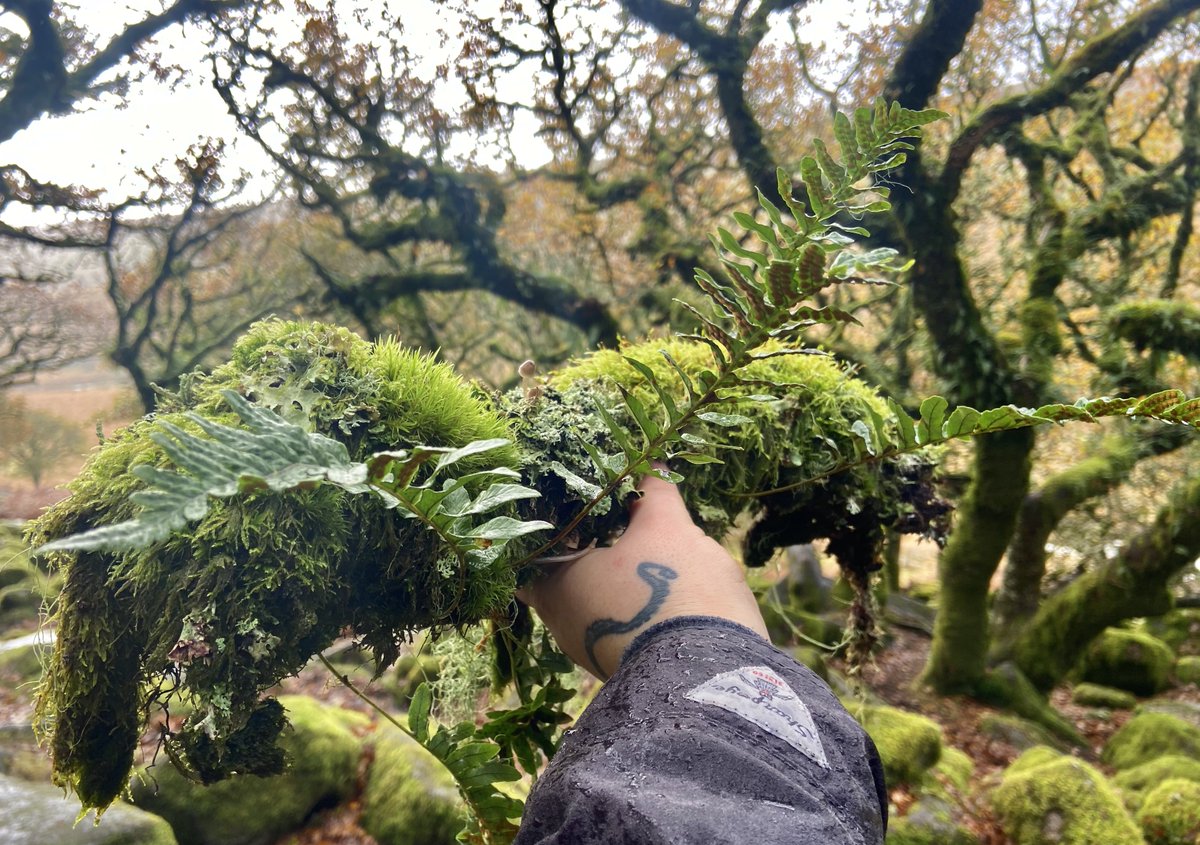 bernoid's tweet photo. Started documenting #LogOfTheWeek back in July 2020.

Ended up creating this - that I found at Wistman's Wood on #Dartmoor 

Signed with ink made from moss, lichen, bark &amp; black walnut hulls.

https://t.co/SKap7f9FfN

#artprint #LimitedEditionPrint #WistmansWood #illustration https://t.co/i3GcPljtw0
