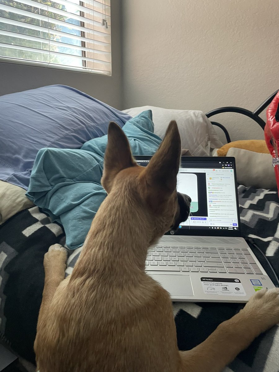 ScreamsMcNutty's tweet photo. Nelson wants to you watch the #SNIPShowcase today! He loves watching the @SCQpodcast one right now and can’t wait to watch @unnatural20s later today at 10:40 AM PST
https://t.co/8dkHnmpV2v for all the details! https://t.co/N8Mtd3FFae