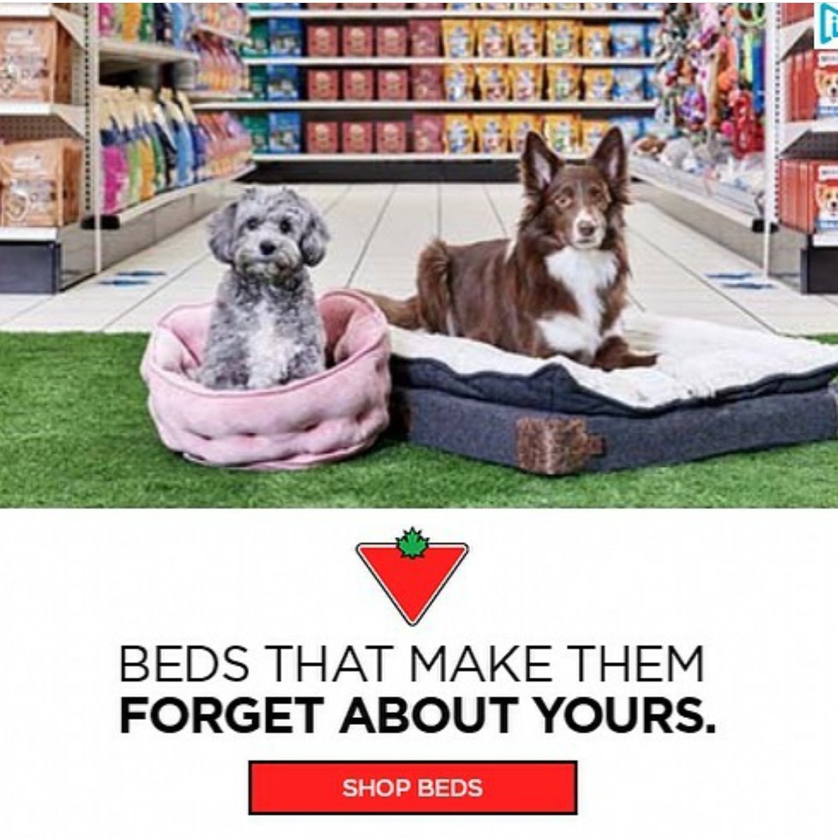 AgilitywAmanda's tweet photo. Another Canadian Tire ad dropped with my Winnie boy 😁🎉 What a way to celebrate the long weekend 😁🎉 Winnie and co-star Teddy nailed it

#actordog #animalactor #dogstars #dogtalent #dogonset #dogsonset #petsonset #dogtalent #dogad #cutedog #cutedogs #canadiantire @CanadianTire https://t.co/41iOgmVTv5