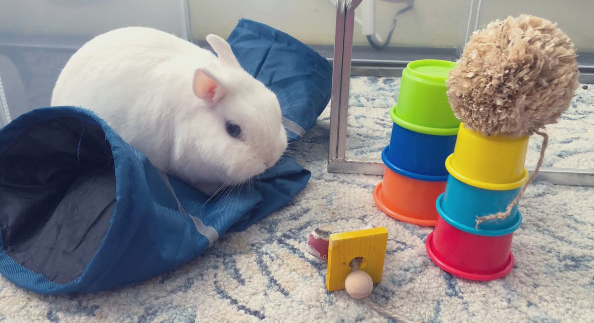 MagicZeBunny's tweet photo. Hoom has reset all mes toys dat I toss about every single day. She’s outta control me tells ya. Not impressed. Me prefers organized chaos #StackingCups #Sunday #BlastingZeAirConditioning 🤣🤣🤣 https://t.co/ZOtpySoh5C