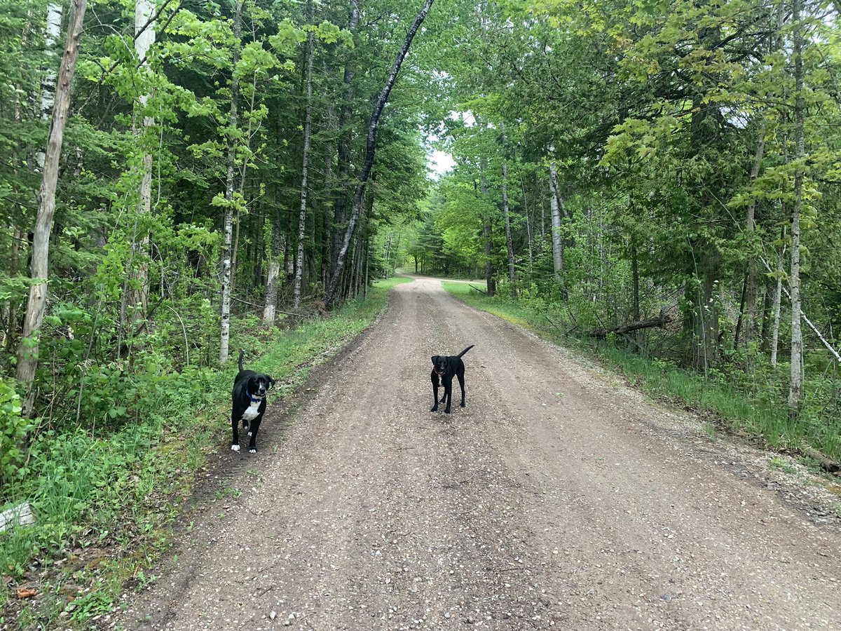 grundgetta49769's tweet photo. #lancasterlake #van #vanrd. #emmetcounty taking the boys out for a quick swim #jeepdogs #Wrangler #commandogreen https://t.co/Qi4MhdHdnB