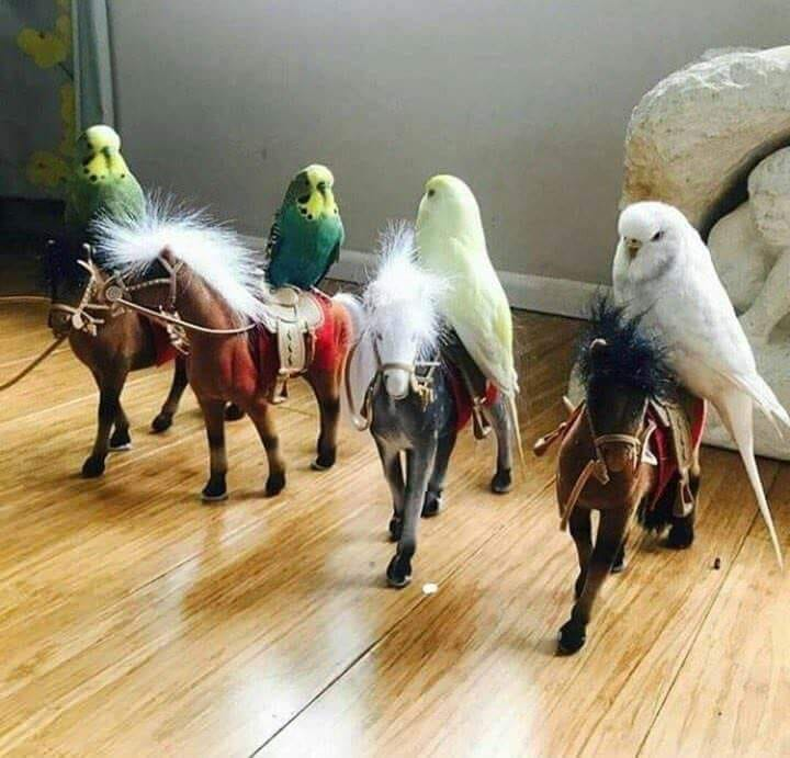 Uyanın! Uyanın Cicikuş'un süvarileri! Pençeler savrulacak, gaga parçalanacak! Savaş günü, kan günü! Güneş doğmadan!