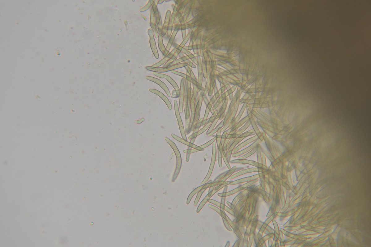 MSU Extension Plant Diagnostic Lab tweet media
