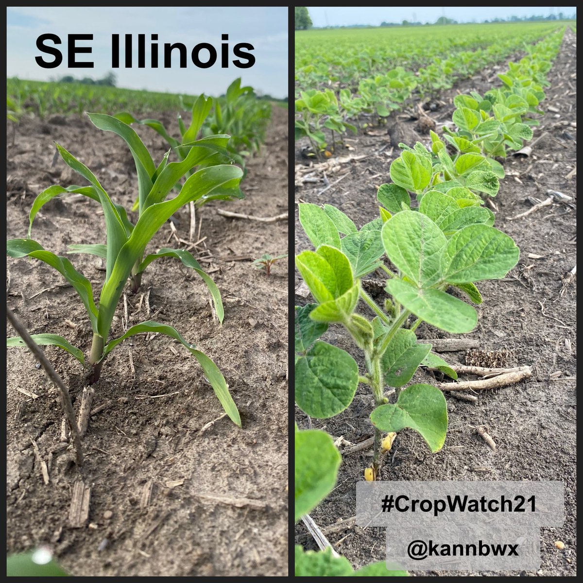 #CropWatch21 is underway. Here's a look from southeast Illinois, Indiana, Minnesota & Nebraska this weekend. The farmers are mostly happy w/ the start despite some minor issues w/ weather (too cool, too wet, too dry, etc). These fields were planted on the earlier side of normal. https://t.co/zgLhmpMfiQ