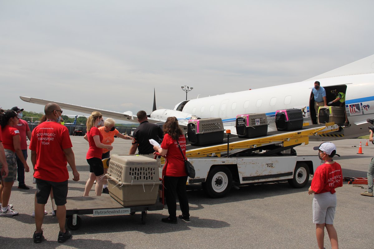 TheSatoProject's tweet photo. 231 dogs & cats are starting their new lives this weekend, thanks to #MissionPossible13 & our #satostrong community. Across 2 airplanes, over 70 volunteers, 619 donors, 16 organization partners, & all of you who shared our posts & cheered us on: THIS is what teamwork looks like! https://t.co/u17kn7V53g