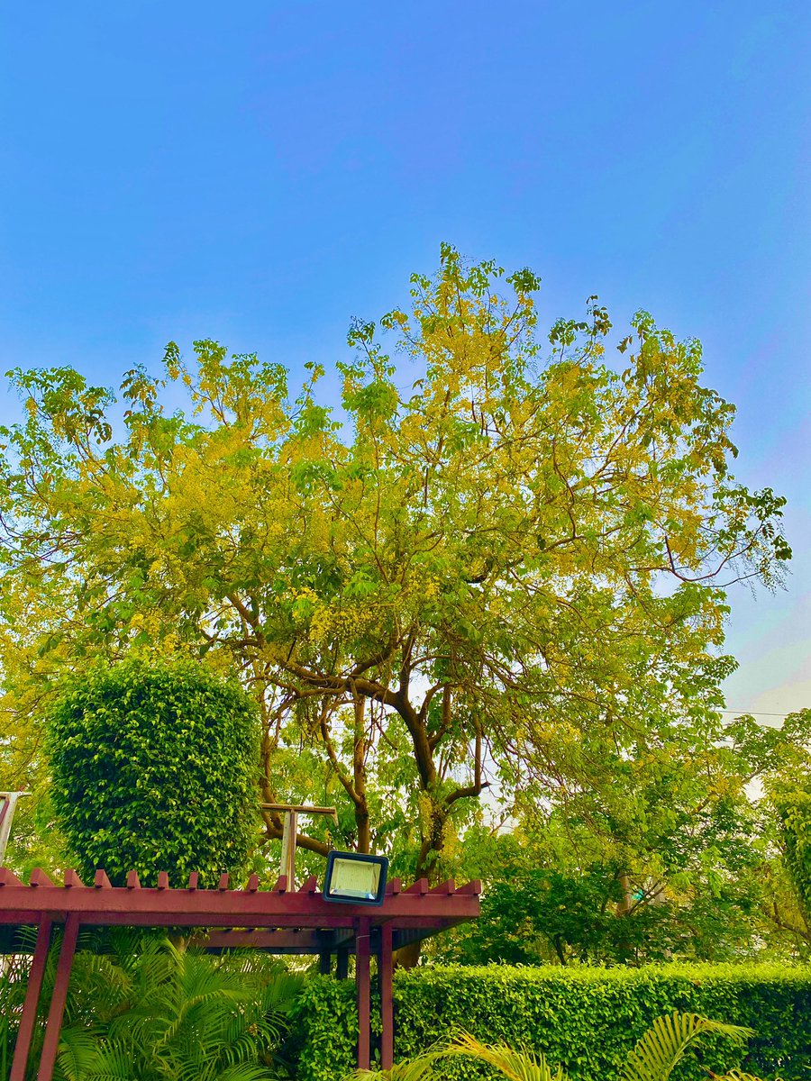 Evening falls gentler on the Amaltas. <a href="/amaltas14/">@amaltas</a>