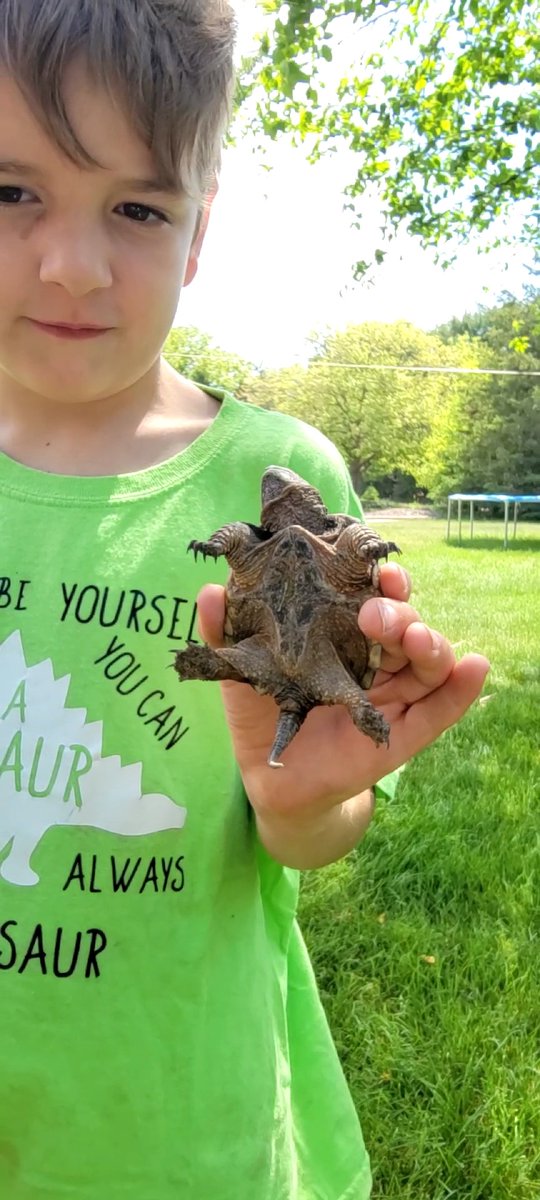 LogicSean's tweet image. He may look little but he is ferce at heart. We found this little dragon in the middle of the road trying to cross. Decided to help him finish crossing and help keep him safe on #WorldTurtleDay @COYOTEPETERSON @BraveWilderness