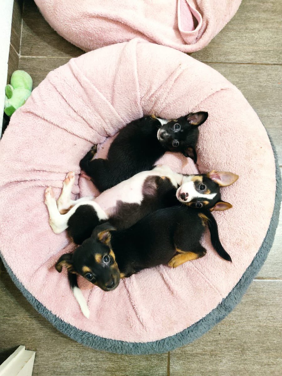 Patop's tweet photo. Nacieron sin las dos patitas delanteras, están en adopción 🥺❤️ https://t.co/UPutosJddi