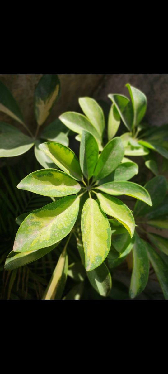 khushi__dhiman's tweet photo. You don't have to be born as a flower to be that beautiful🌺🌱
You are beautiful No matter what
Because you are YOU🍃And you are and totally unique✨
#unedited #NOFILTERUSED #nature #photography #plants #plantlover #plantssparkjoy #house_plant_community  #wildlifeplanet #lovelove https://t.co/v1ftT2kguW