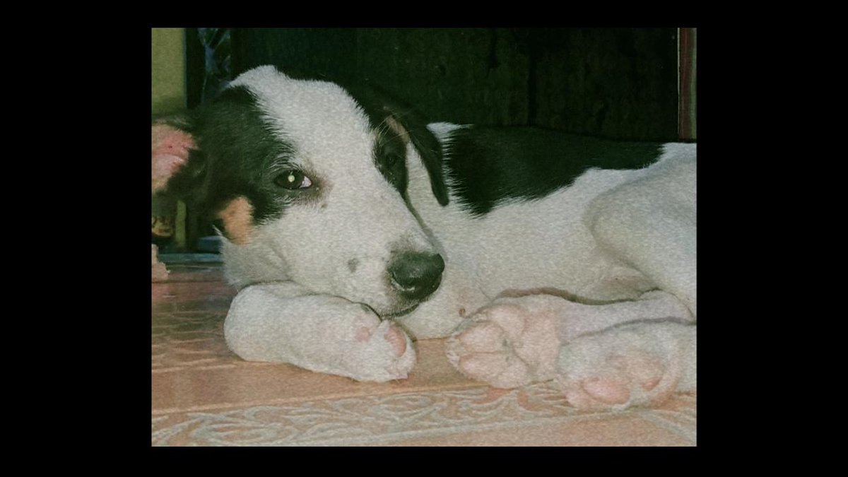 polaryihhh's tweet photo. Panda &amp; Juancho 
 04 / 09 / 21   
 05 / 21 - 23 / 21 
 🖤🤍 https://t.co/NsY8NEqBIa