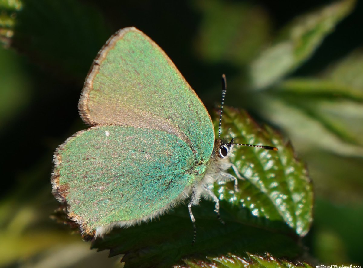 This morning at Westleton Heath, Suffolk - Green Hairstreak, 4 Small Copper, Red Admiral, 2 Peacock and a Small White @SuffolkRecorder @BC_Suffolk @savebutterflies https://t.co/JDvyPEe9Ut