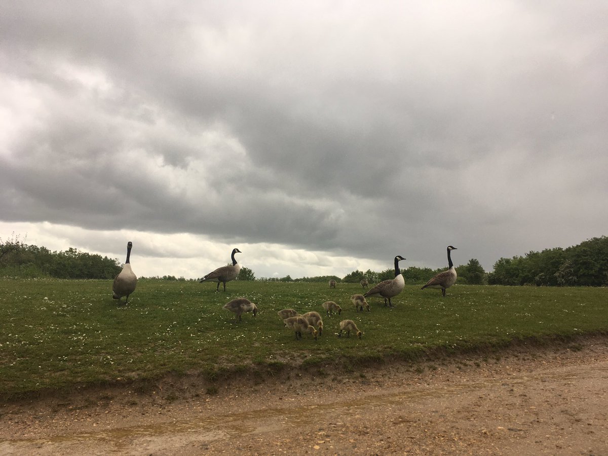 Happy rainy Sunday <a href="/WomensInstitute/">Women's Institute</a> Exploring #bedfont #bedfontlakes love the #rain #nature