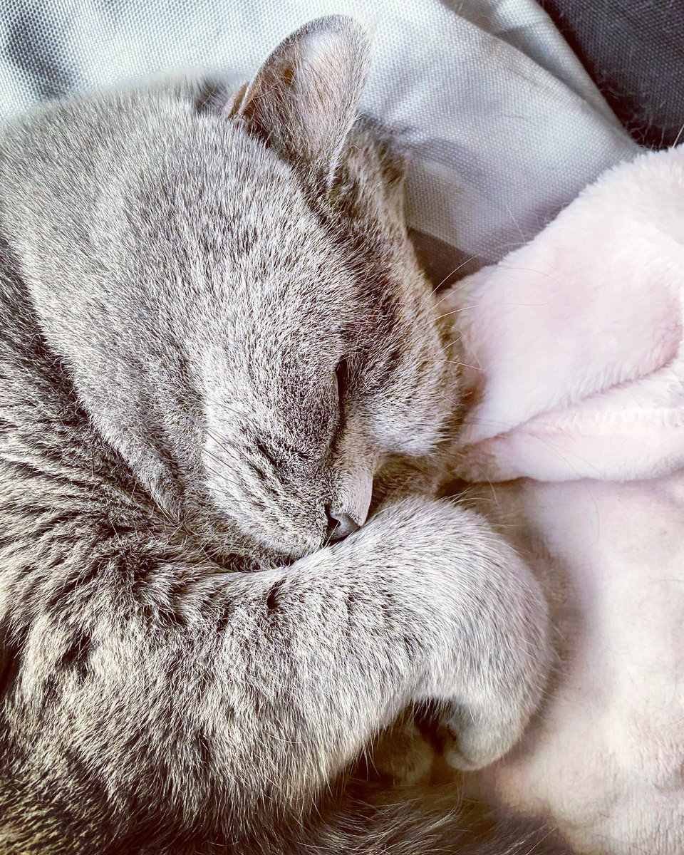 JoleneTheCat's tweet photo. Dreaming of adorable murdering

#CatsOfTwiter https://t.co/EYrGjipF7t