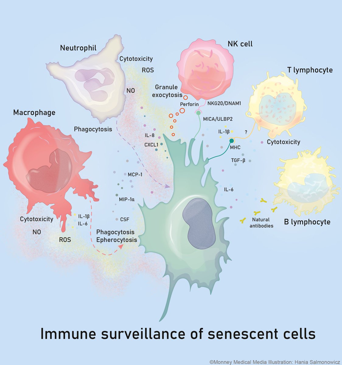 Depicting best documented immune surveillance mechanisms of #senescent cells. There're still many question marks. More cells involved! We often suspect, but don't have direct evidence. Have a look, have a read:
rb.gy/pllpkm
rb.gy/qkjtlr
by <a href="/HSalmonowicz/">Hanna Salmonowicz</a>