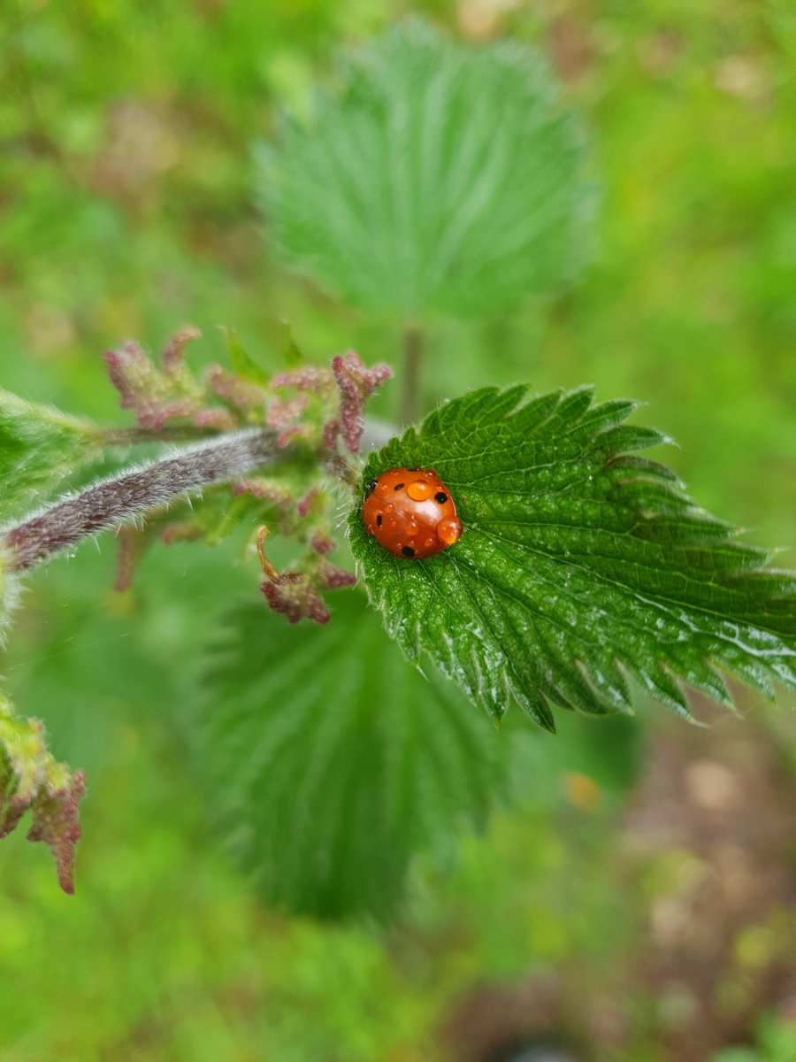 rmiddleton97's tweet photo. The 7 spotted ladybird is one of the most common in UK. 
This little cutie was nestled on a leaf hiding from the rain 🐞
#ladybird #NaturePhotography #nature #rain https://t.co/IRv9pa65rs