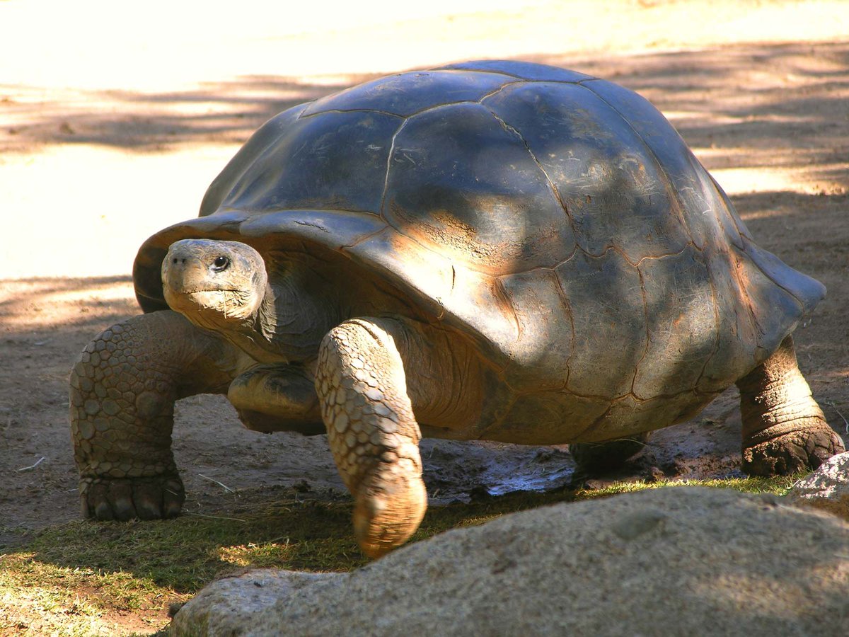 APLMagazine's tweet photo. Time to come out of your shell, because it’s World Turtle Day!🐢 https://t.co/v5yxfw24tZ