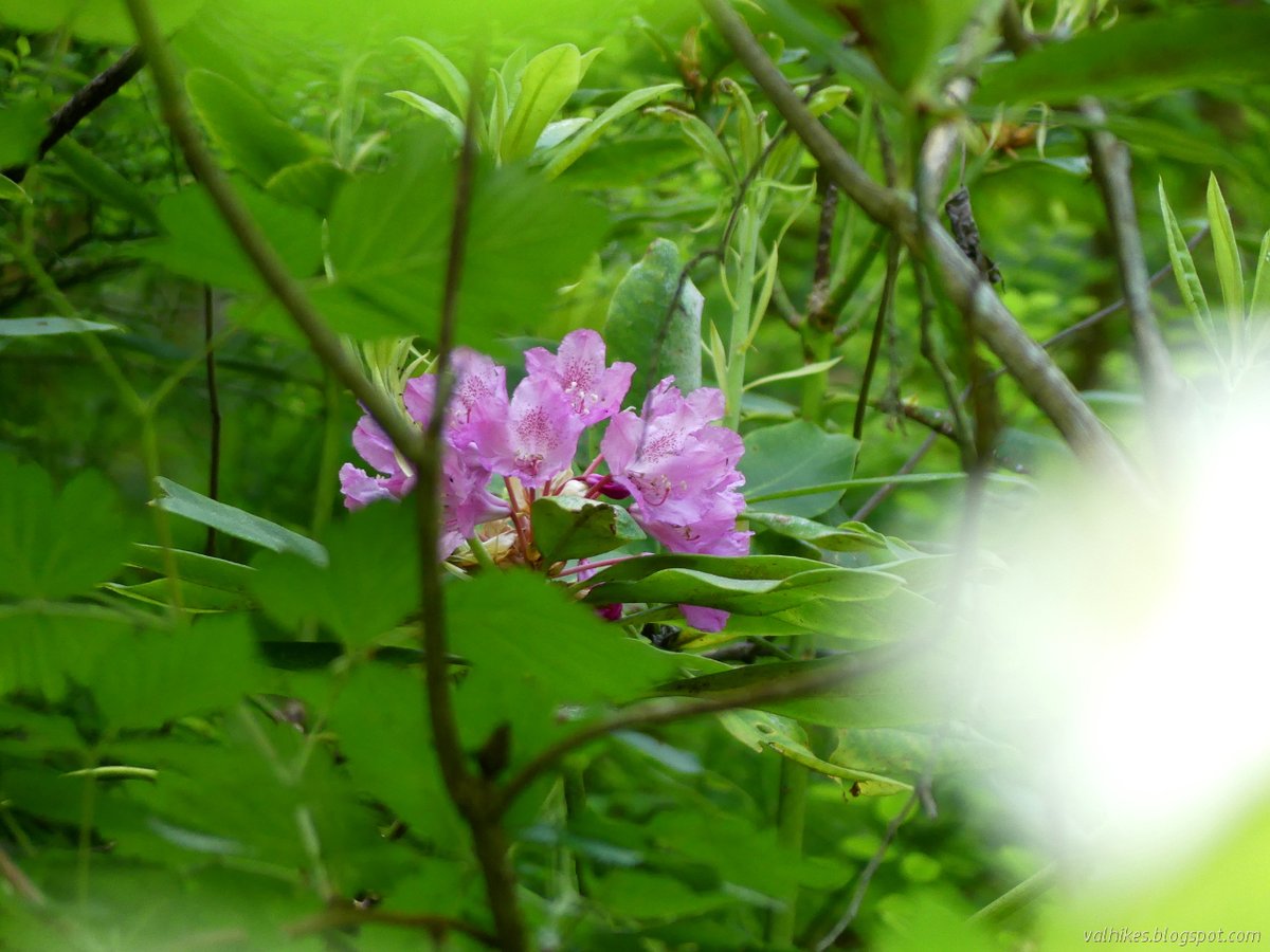 hikingchemist's tweet photo. The rhododendrons aren't showy yet, but the irises are out in the #ArcataCommunityForest.
https://t.co/BrvFbdrGJH
#hiking #dayhike #shorthike #loophike #optoutside #flowers #wildflowers https://t.co/PnKoHB1YJx