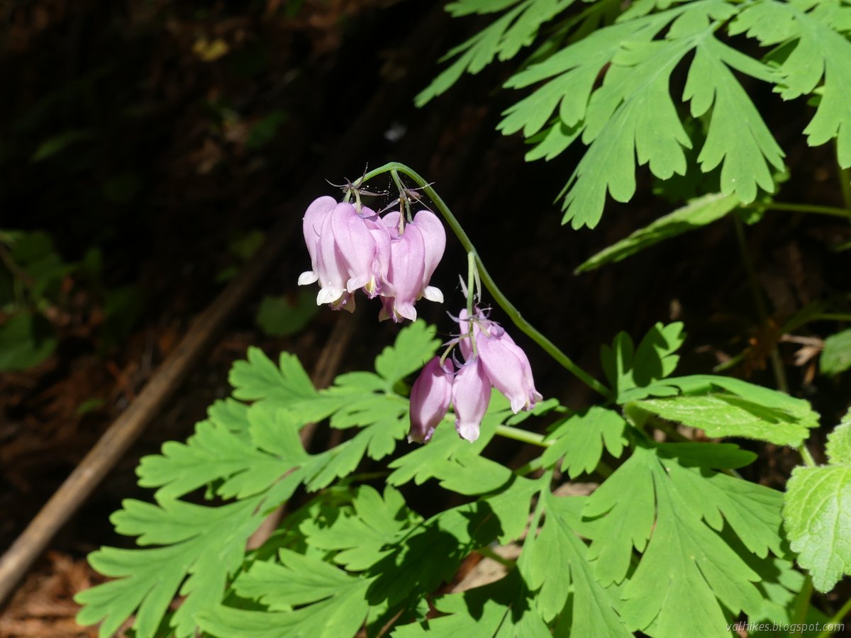 hikingchemist's tweet photo. The rhododendrons aren't showy yet, but the irises are out in the #ArcataCommunityForest.
https://t.co/BrvFbdrGJH
#hiking #dayhike #shorthike #loophike #optoutside #flowers #wildflowers https://t.co/PnKoHB1YJx