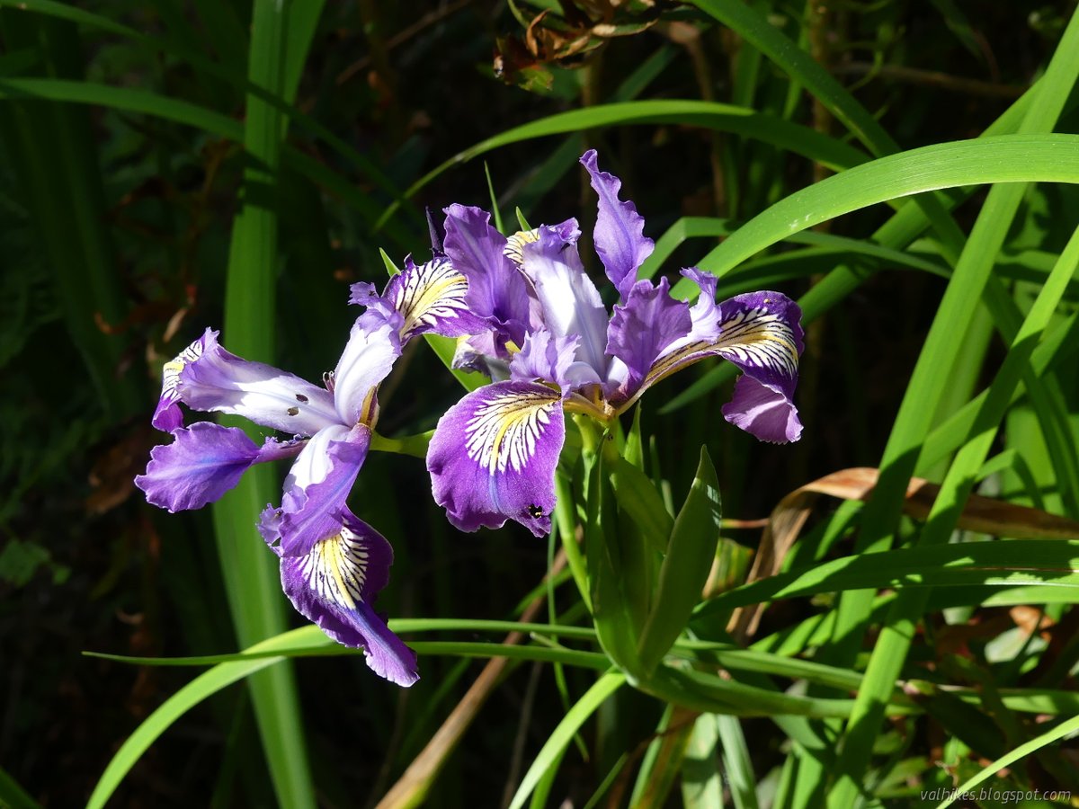 hikingchemist's tweet photo. The rhododendrons aren't showy yet, but the irises are out in the #ArcataCommunityForest.
https://t.co/BrvFbdrGJH
#hiking #dayhike #shorthike #loophike #optoutside #flowers #wildflowers https://t.co/PnKoHB1YJx