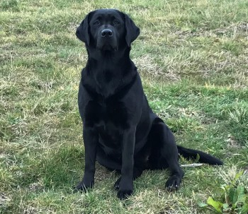 millypod1's tweet photo. LOOK WHO'S HOME.πΎ PURDEY HOME SAFE.
THANKS FOR RT's πππΎπΎ
Scanned by Rescue and found to be Purdey
19 FEB 2021 #STOLEN FROM KENNELS #ScanMe
Black Labrador Retriever Female
@LeicsRuralCrime @leicspolice
nr #Billesdon #Leicester #Leicestershire #LE7
https://t.co/Ng33QoZqaD https://t.co/bEE1GkVoNg